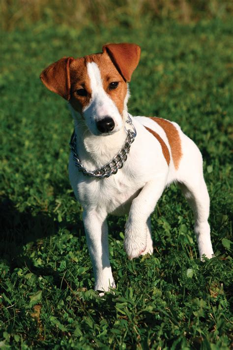 jack russell terrier dog breeds  mypetsmartcom