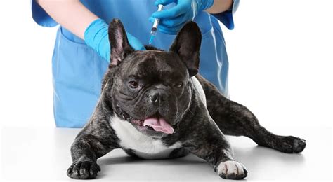 The victorian bulldog is a muscular and athletic breed of dog. Health Problems Of French Bulldog - Carlson Pups
