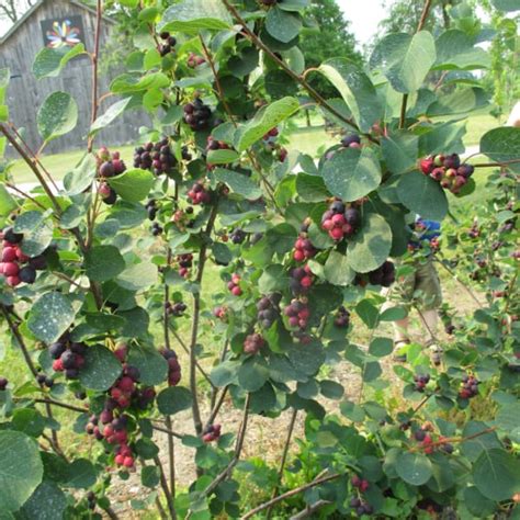 Where To Find Saskatoon Berries In Michigan 2015