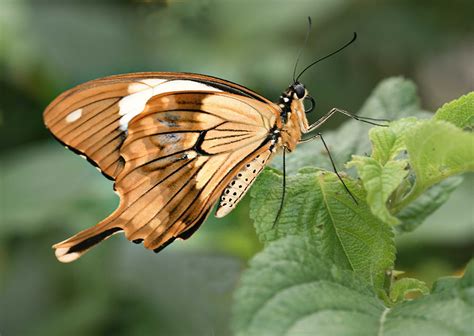 Mocker Swallowtail Papilio Dardanous Wilfred Clark Flickr