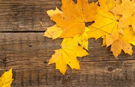 Colorful Autumn Leaves On Wooden Rustic Background Top View Stock