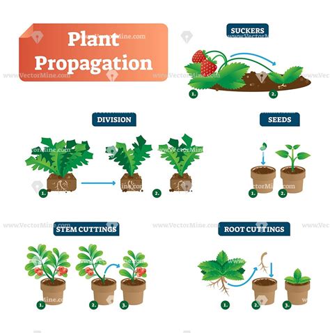 Kinds Of Plants Propagation Garden Plant