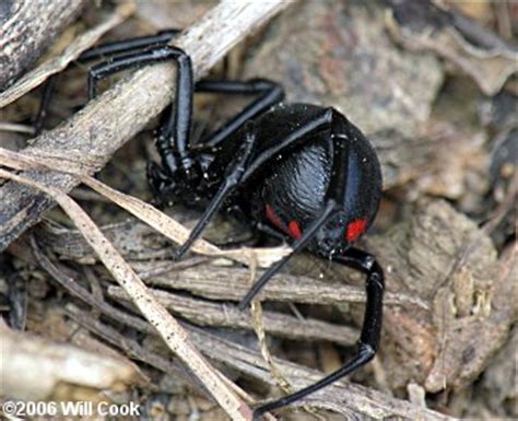 Make sure your home & yard is protected from spiders and other poisonous pests with help from orkin. Southern Black Widow (Latrodectus mactans)