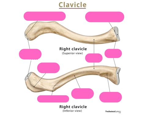 Clavicle Anatomy Diagram Quizlet