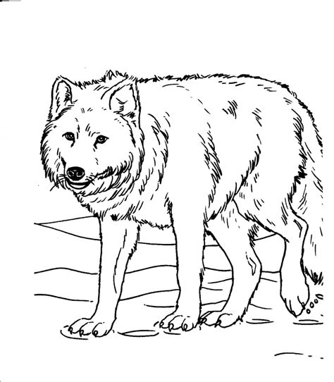 Free Printable Realistic Animal Coloring Pages At Free Printable Colorings