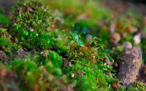 Nature Macro Moss Wallpapers Hd Desktop And Mobile Backgrounds