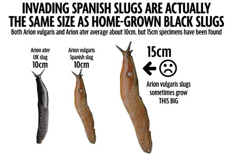 Giant Slug Invasion Its Not Their Size Its Their Sex Lives We Should Worry About Mirror Online