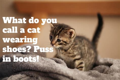 Of The Funniest Cat Jokes And Memes