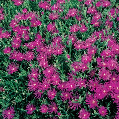 1 Flat Coopers Ice Plant In Tray L5685 In The Ground Cover Department