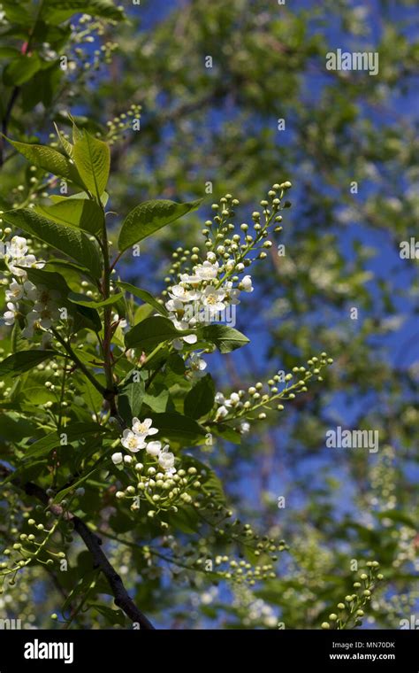 Clusters Of Fresh Young White Flowers Beginning To Bloom On The
