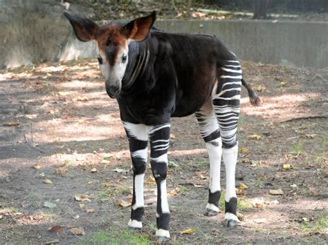 Birth Of Bronx Zoos Mbura Overcomes Okapi Odds The New York Times