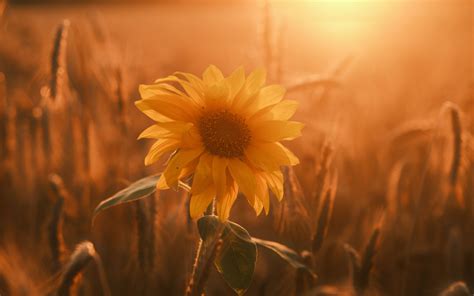 Download Wallpaper 3840x2400 Sunflower Flower Petals Leaves Sunset