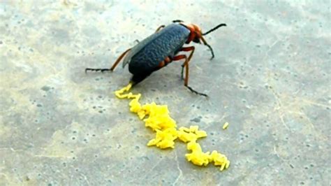 Crazy Huge Beetle Laying Eggs Youtube