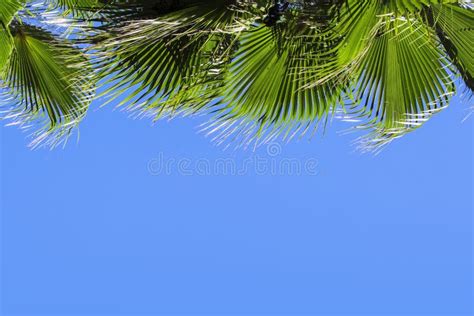Green Palm Leaves On A Blue Clear Sky Background Isolate The Leaves Of