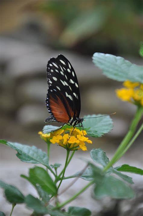 Schmetterling Tier Insekt Kostenloses Foto Auf Pixabay Pixabay