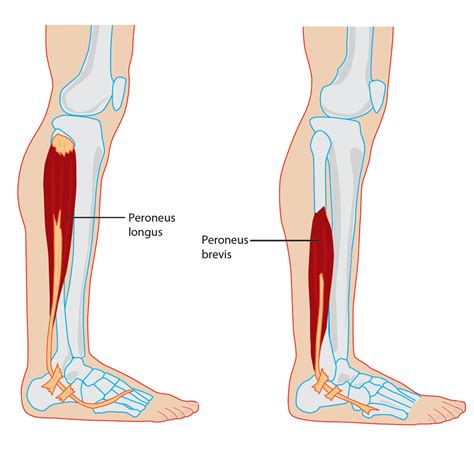 Peroneal Muscle Anatomy