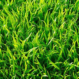 How To Plant Grow Care For Zoysia Grass Gardens Alive