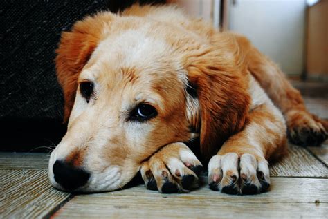 Obstipatie Bij Honden Oorzaken En Behandeling Alles Over Honden
