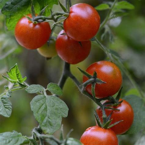 Solanum Lycopersicum Sweetheart Of The Patio Tomato Eberts