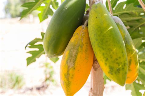 Papaya Pflanzen Alles Was Sie Wissen Müssen