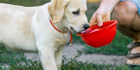 Wenn ihr welpe erwachsen ist, sind es durchschnittlich nur noch 12 bis 14 stunden. Welpe trinkt nicht: Das kannst du dagegen tun - Hundekumpel