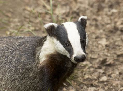 Badger Cull Zones Granted Injunctions Against ‘harassment News The