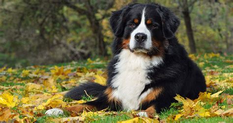 How Much Do Bernese Mountain Dog Puppies Cost