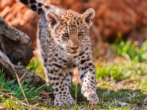 Jaguar Bébé Animale Photographie Fond Décran Aperçu