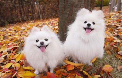 When it comes to evaluating the cost of a teacup pomeranian, the approximate cost ranges between you can carefully choose your puppy based on your coat choice, for they have diverse coat colors. Pomeranian Dogs Rate