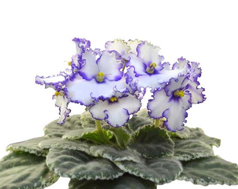 The variety and color of the violet you will receive will vary with the season. 20 Different African Violet Varieties (Photos) - Garden ...