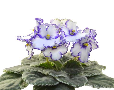 Though not a 'true' red this color is close. 20 Different African Violet Varieties (Photos) - Garden ...