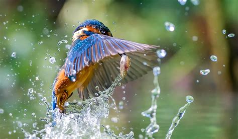 Animals Birds Water Fish Kingfisher Wallpapers Hd Desktop And