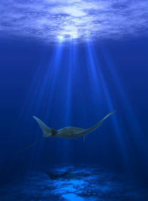 Gambar : lautan, horison, cahaya, gelombang, bawah air, bayangan, biru