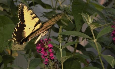 Six Fun Fascinating Facts Of The Eastern Tiger Swallowtail You Didnt