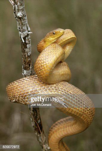 Everglades Rat Snake High Res Stock Photo Getty Images
