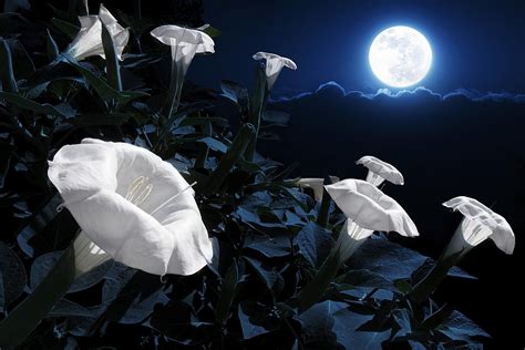 Moon flower is one of my favorite fonts. Plant a Magical Moon Garden