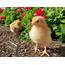 Chick/pullet Feed  Talking Hens