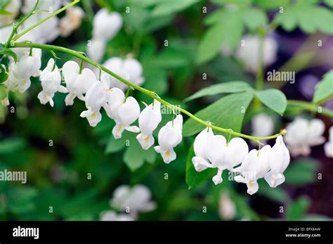 White Bleeding Heart Flower Dicentra Spectabilis Alba Stock Photo Alamy