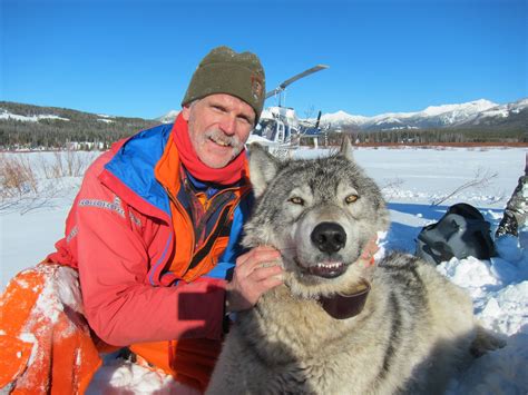 Yellowstone Celebrates 20 Years With Wolves Wyoming Public Media