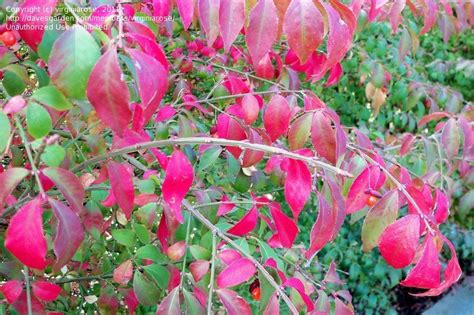 Choose your favorite winged euonymus photographs from 34 available designs. PlantFiles Pictures: Euonymus, Dwarf Burning Bush, Cork ...