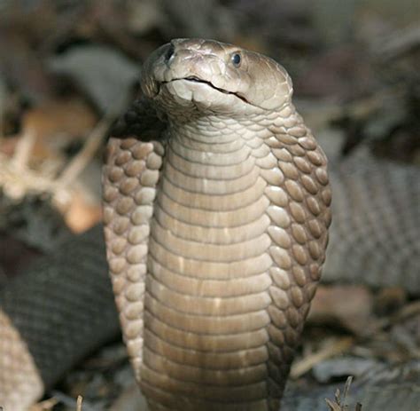 Hornottern in freier wildbahn suchen. Giftschlangen: Warum Spei-Kobras ihr Ziel fast immer ...