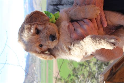 How big do bernedoodles get? BERNEDOODLE PUPPIES - St George News