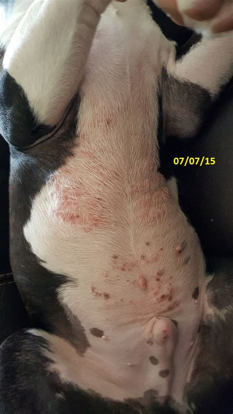 Dog Rash On Belly The O Guide