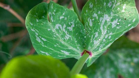 White Spots On Indoor Plants Causes And Effective Solutions