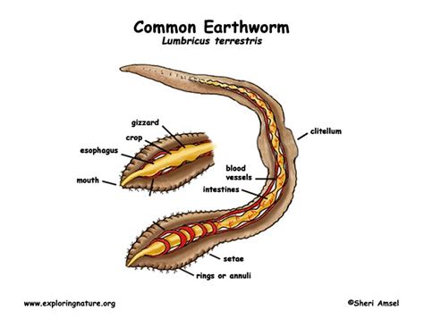 Printable Earthworm Diagrams 101 Diagrams