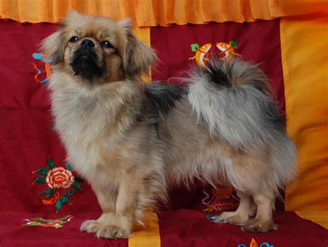 Tibetan Spaniel