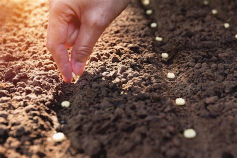 How To Direct Sow Seeds Successfully In Your Garden