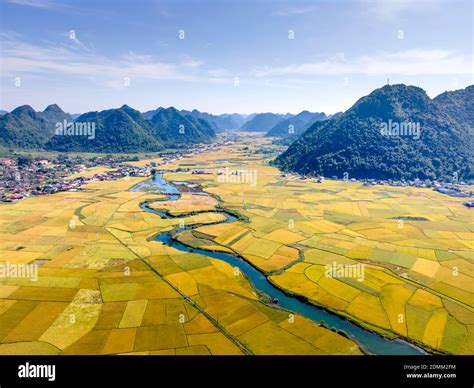 Bac Son Valley With Yellow Rice Fields In Harvest Season In Bac Son