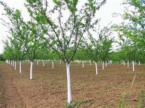 Other reasons for fruit trees not bearing fruit include Plum Tree Problems: What To Do When A Plum Tree Fails To ...