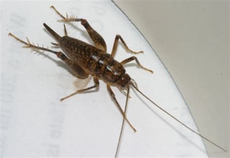 It tries to attack the camera while eating a centipede in it's mouth. Camel Crickets - Male and Female | The Backyard Arthropod ...